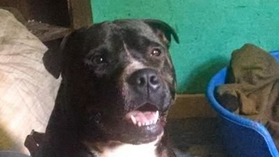 Proud Roman Catholic, even prouder follower of Jesus Christ. LFC, MMA,and wrestling fanatic as well as animal lover. Particularly dogs. Anti Tories@Trump. UK...