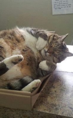 nasilie's profile picture. 