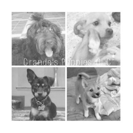 OFCthepuppies's profile picture. Welcome to THE FIRST / OFFICIAL FAN CLUB of the Grande's puppies! Loving Toulouse, Ophelia, Coco & Fawkes!! :)
