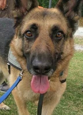 Welcome to my fuzzy world. I'm an ambassador for German Shepherd Rescue of GA. I'll be sharing my adventures from here from now on. I fancy myself a gad about