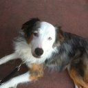 Amber Jackson - @caninetrainer - Twitter