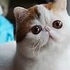 (Parody account not the real snoopy cat) #OpenRP #single looking forward to meeting you and RPing with you