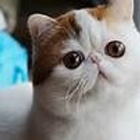 Snoopy The Cat (@snoopy_the_cat) 's Twitter Profile