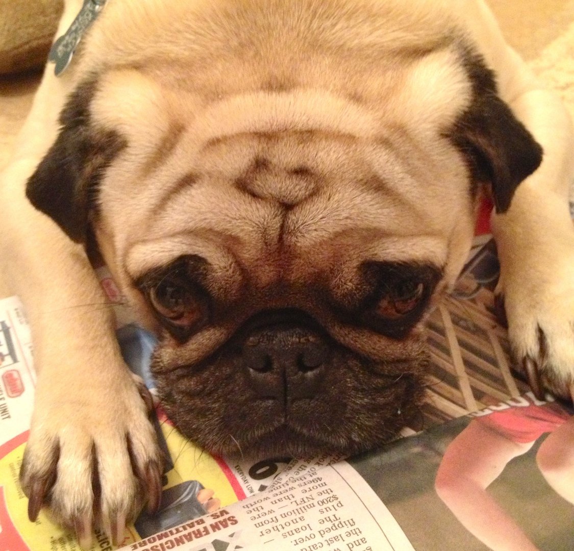 Living the good life between naps with @preegerc and @adamcortell (Pssst! I can jump, don't tell all the other pugs.)