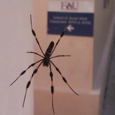 Official spider of Florida Arachnid University