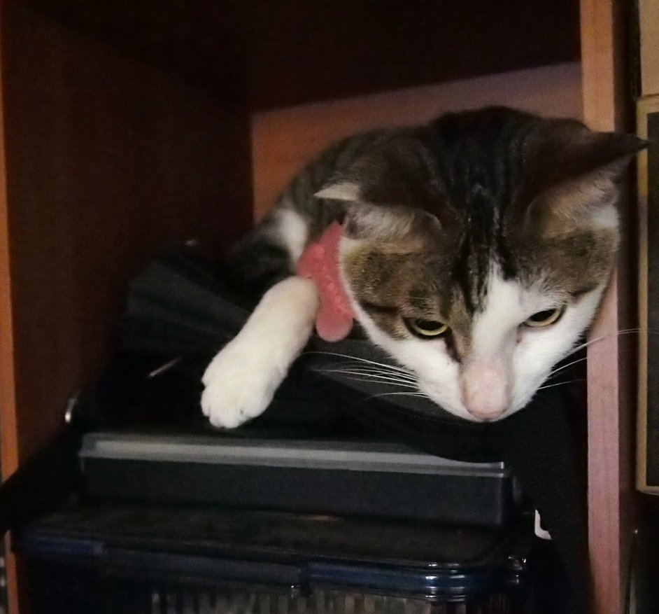 visittruth's profile picture. hello, I am Griffith Chen, I come from Taiwan and want to be a Android Developer.