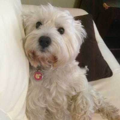 My name is Hello Dolly (Dolly to my friends). I am 6 and have bred a lot of puppy's but am retired! Proud member of #zombiesquad rrrrarrrrarrr