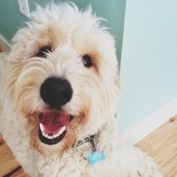 Goldendoodles (@goldendoods) Twitter profile photo