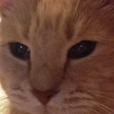 Official account of Cassidy Milo i lost my other account (@cassidy_milo) owner: @emily_erirish do you think i have what it takes to be an internet cat? :})