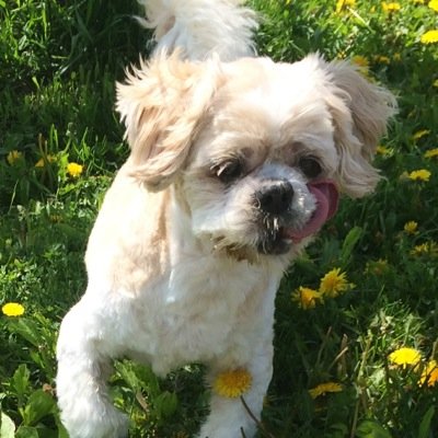 rhdogwalks's profile picture. 30-60 min fun, structured social walks for dog and people friendly dogs and their owners in Richmond Hill, Ont. Let's get our grrrove on .