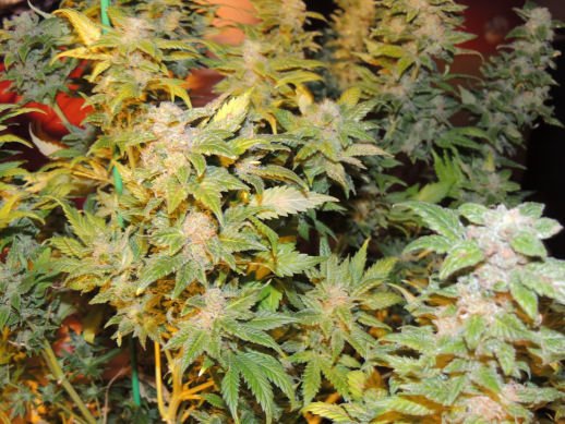 Striving to produce the highest quality cannabis strains and seeds. #cannabis  #breeding #cultivation Occasional shop, strain, & gro setup #reviews #instafollow