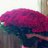 manar00m1's profile image