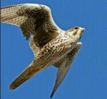 hdyfug1556's profile picture. 