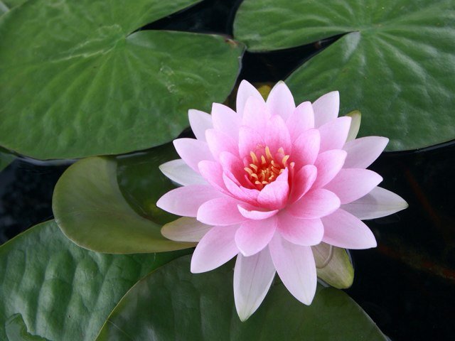 Vinyasa flow Yoga teacher and experienced healthcare professional.. Lover of life's mysteries and magic..