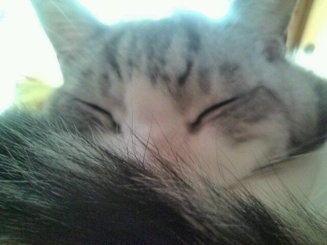 satoyu_kotetu's profile picture. MWAM🐺🔴.GRANTZ.細美さん🤙猫🐈&デ・ブライネ⚽好き…City退団で若干低迷ちう😭25年もツアー・フェス可能な限り🐺について行く✊