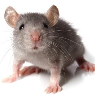I'm just a poor mouse