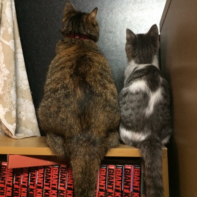 ｷﾞﾌ人。猫派。 like:歌/車/ﾌｪｽ/ﾏﾝｶﾞ/ｶﾒﾗ/特撮ﾋｰﾛｰ/FC岐阜/JAM project/陰陽座/Little Glee Monster/Smooth Ace/LiSA/ボドゲ 1人も楽しい、けどみんなとならもっと楽しい( ･ω･)ﾉlove,trust,thx! 健康で、元気で、ある程度裕福に