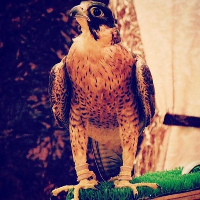 alqnas99999 Profile Picture