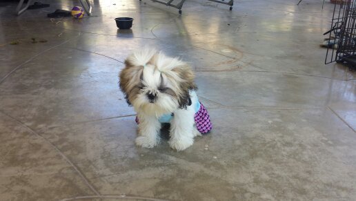 tweedulee's profile picture. 