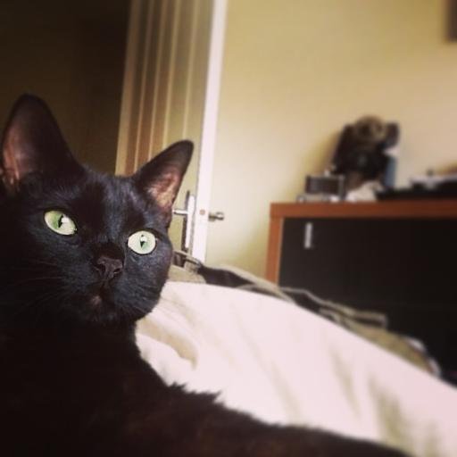 I'm a cat; I'm gorgeous; that's all there is to it.