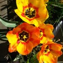 Rob Vos - @tsbvos - Twitter