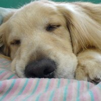 danyang (@danyang) 's Twitter Profile