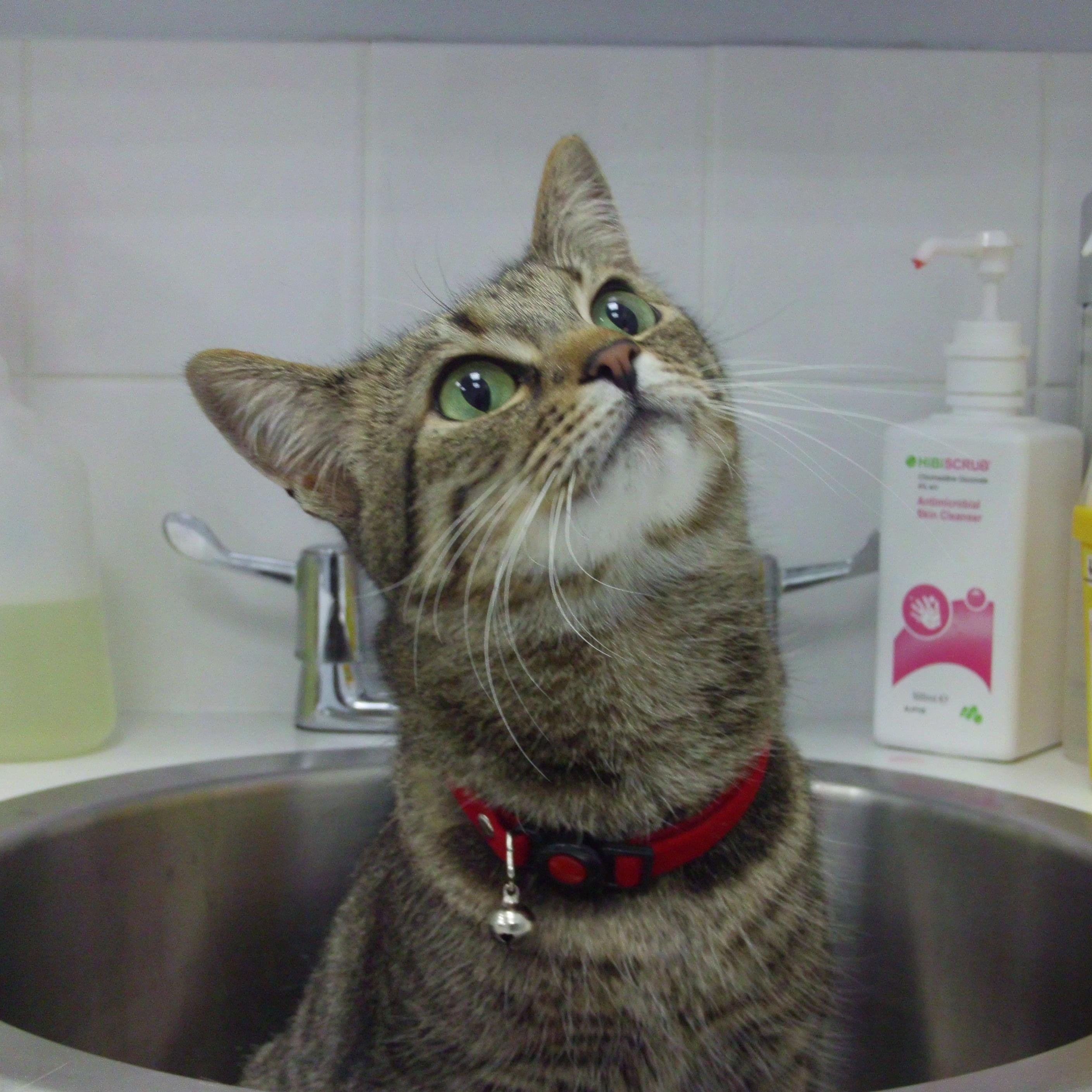 Hello and welcome to Vets4Pets Dumbarton! We are a newly opened vet practice inside Pets at Home in Dumbarton - call us on 01389 768278, open 7 days a week!