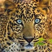 The official kruger park animal sightings feed. Post, tweet and message us your sightings as they happen #krugersighting