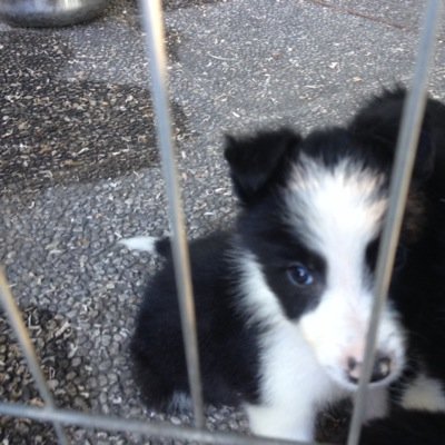 Ethan18714's profile picture. Follow me!!! Sennó saró costretto a leccarti per il resto della tua vita!! Waf!  Waf!   marty_in