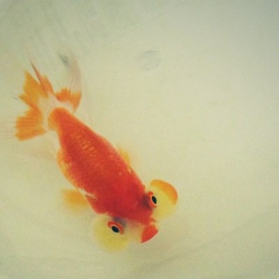 qp3punpun's profile picture. 水泡眼と黒らんちゅうに夢中。ベタとコリドラス、ミドリフグに手を出したく勉強中。いつか爬虫類も飼ってみたい。最近床が落ちないか心配です。