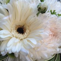 🌻 Diana 🌻 (@dreamworld08) 's Twitter Profile Photo 🌻 Diana 🌻 (@dreamworld08) 's Twitter Profile Photo