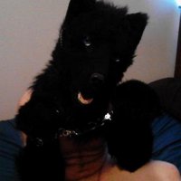 🐺Duma, the knotty boi🐺 (@darklycan6574) 's Twitter Profile