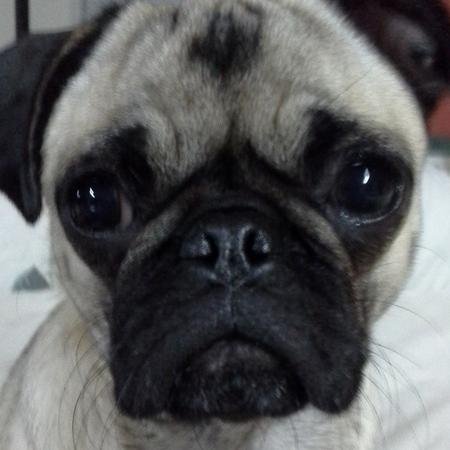GOD FIRST! I Love Rescues! My Pugs are my Life, My Children. I am for MAGA, Trump! I Love Freedom. Mother of 4, or 9 counting my rescues ❤ NO LISTS!