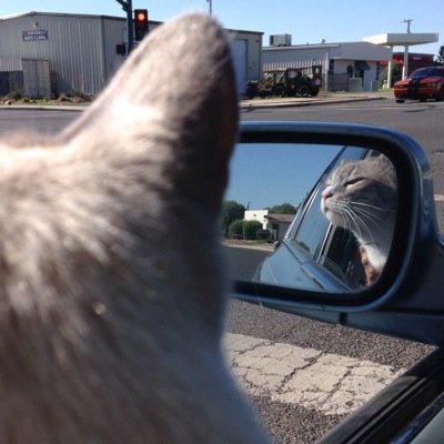 leakycat's profile picture. Symie #Leakycat is a seizure and diabetic alert service cat. He's my partner, together we are advocating and educating people that working service cats are real