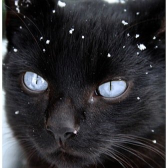 Blackshadow | Male | Mate: None |Pure black fur. Bright blue eyes. | Kits: None. #RP #WCRP | No Family |
