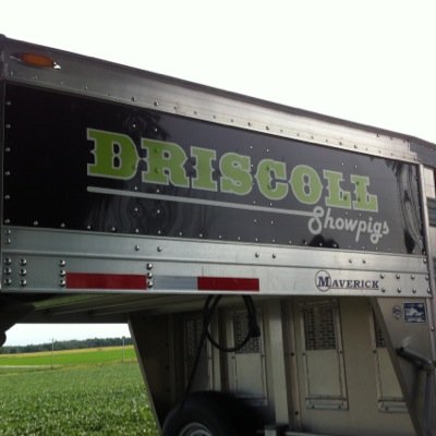 d_show_pigs's profile picture. 