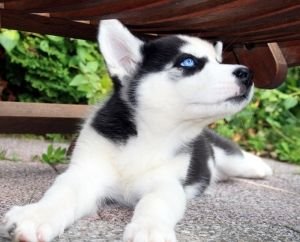 DajanaBuechler's profile picture. 