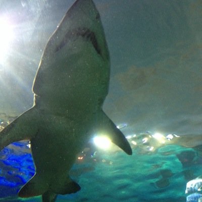 insidebridal's profile picture. 