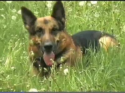 Barney is my best friend, He is a German Shepherd boy. We love animals and protect them.