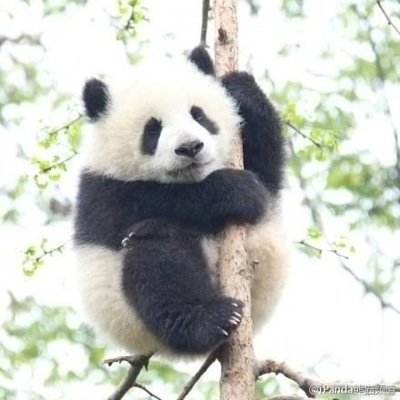 Is it obvious that I love pandas? ❤️❤️