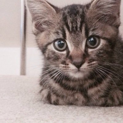 oscar_tabby's profile picture. 