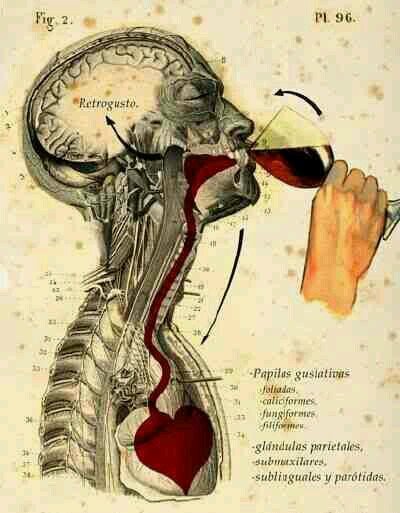 gastrónomia, vinos y humor mucho humor
