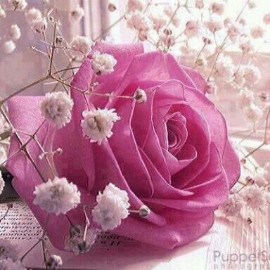 malak__a11's profile picture. 