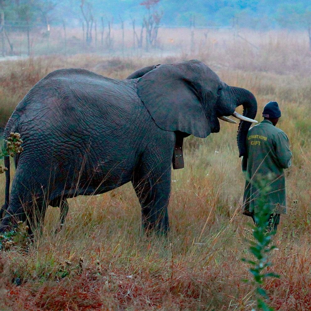 Join Fran & Jen Bruce on their adventure to travel to Zambia and share the story of the ordinary men raising the next generation of African elephants.