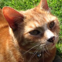 Timothy Tiger (@timothytomcat) 's Twitter Profile