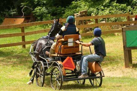 Professor, Massage Therapist, Equine Massage Therapist
