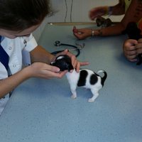 peggy meulman (@peggymeulman) 's Twitter Profile Photo