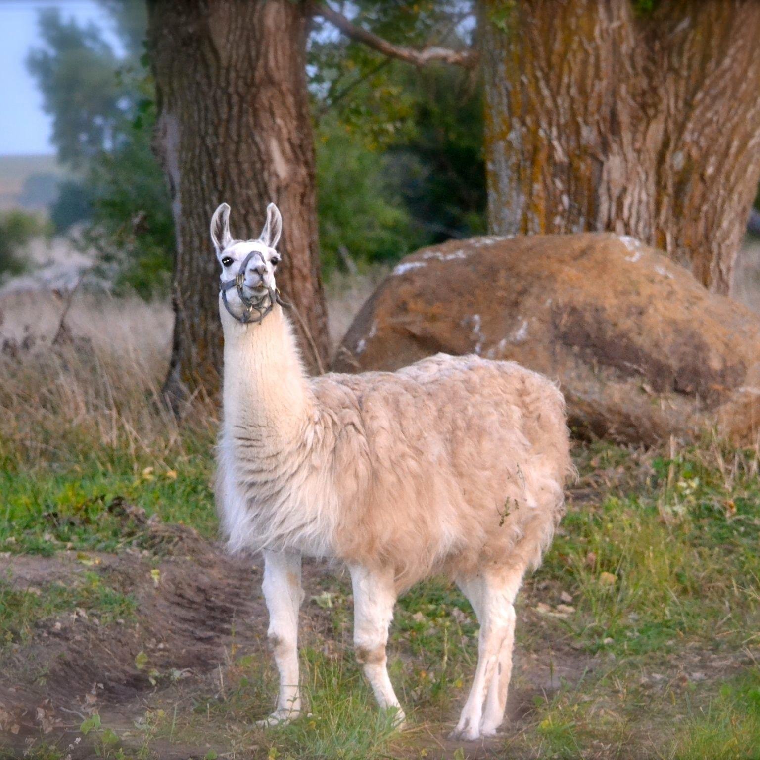 LamaLamina's profile picture. the most sexiest and most precious llama evaa - has sexy eyes,face,booty n body slurpy mwa mwa from ur true friend THE SEXY LLAMA, don't worry i always folback