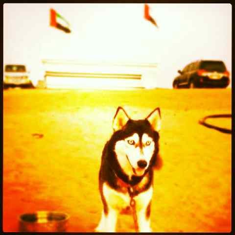 شكرا لكل من يسأل عني.   bbm 29FF06C