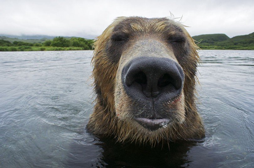 Grumpy bear